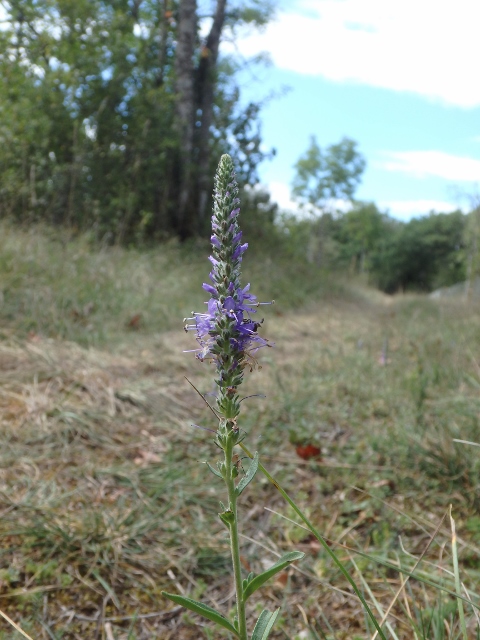 Veronica spicata, Michel Loubère, août 2017
