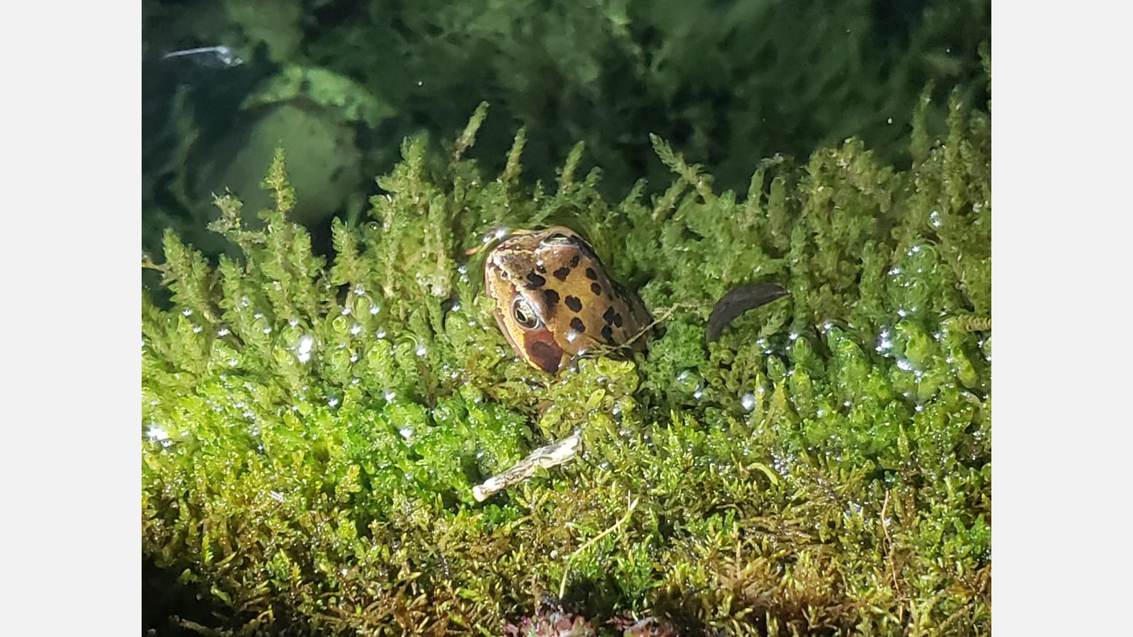 Photo de Grenouille rousse